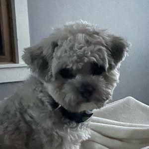 Meet your Posher, Maya